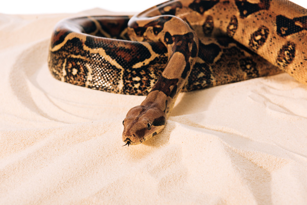 Selective focus of python on sand on white background - Foto, afbeelding