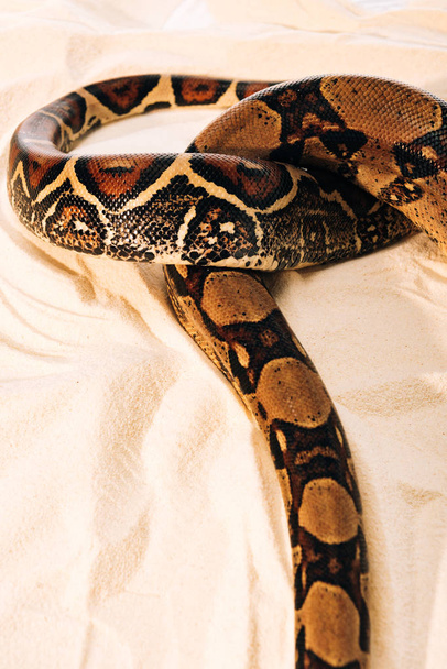 High angle view on pattern on python snakeskin on sand - Foto, afbeelding
