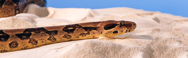 Panoramic shot of python on textured sand on blue background - Photo, image