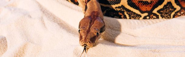 Panoramaaufnahme einer Python mit herausgestreckter Zunge auf strukturiertem Sand - Foto, Bild