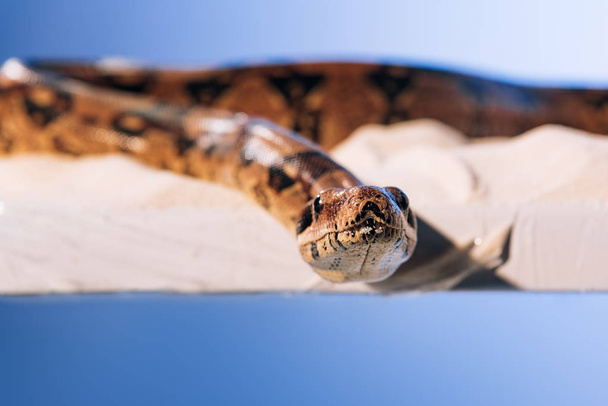 Selective focus of snake on sand on blue background - Photo, Image