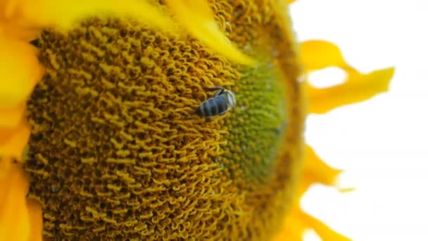 Bee gathering nectar from ripened sunflower in field. Bumble gathering pollen on yellow flower. Hard work of little insect. Slow motion Close up Detail view - Footage, Video