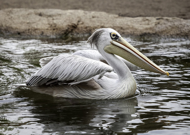 pelicans in the wild - Photo, Image