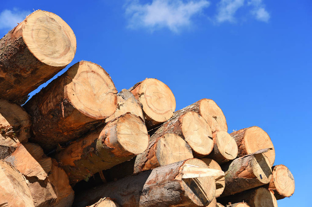 előkészítése és a fa raktározás ipari táj. - Fotó, kép