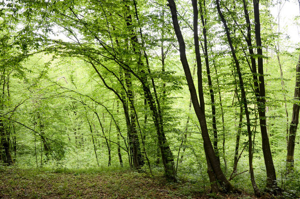 green forest background, beautiful summer trees - Foto, afbeelding