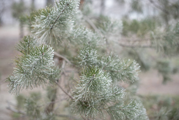 Christmas evergreen spruce tree with frost on white, holiday background - Photo, Image