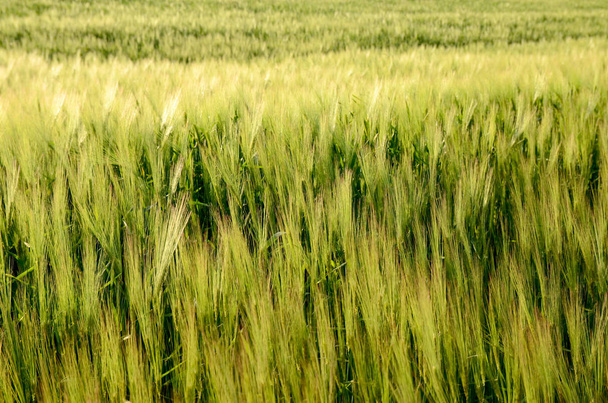 Campo de cebada, primer plano del campo de cebada a principios de verano
 - Foto, imagen