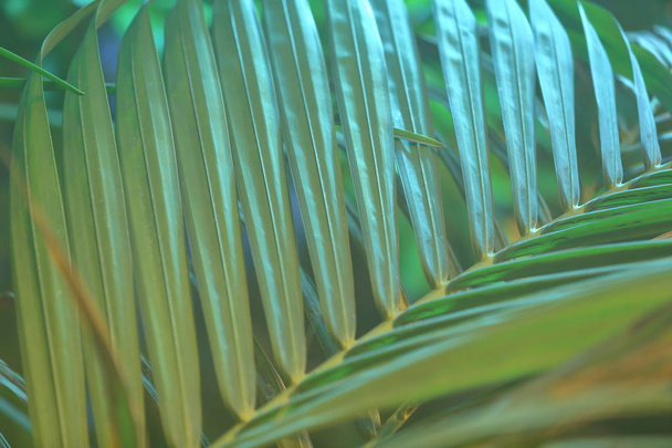 Στενό πράσινο φύλλο φοίνικα - Φωτογραφία, εικόνα