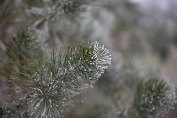 Різдвяна вічнозелена ялина з морозом на білому фоні
 - Фото, зображення