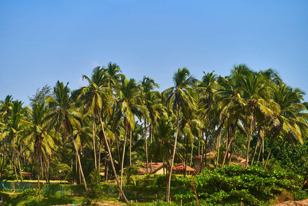 Bosque de palmeras en GOA. La costa del Océano Índico
 - Foto, Imagen