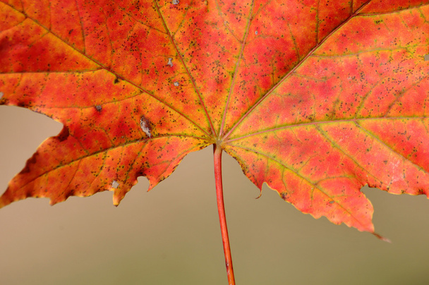 Red maple - Photo, image