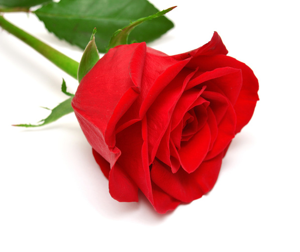 Red rose - Fotó, kép