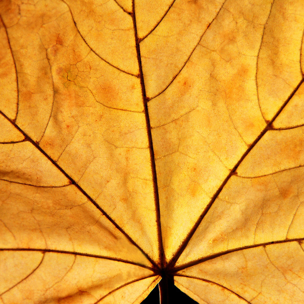 Maple leaf - Photo, Image