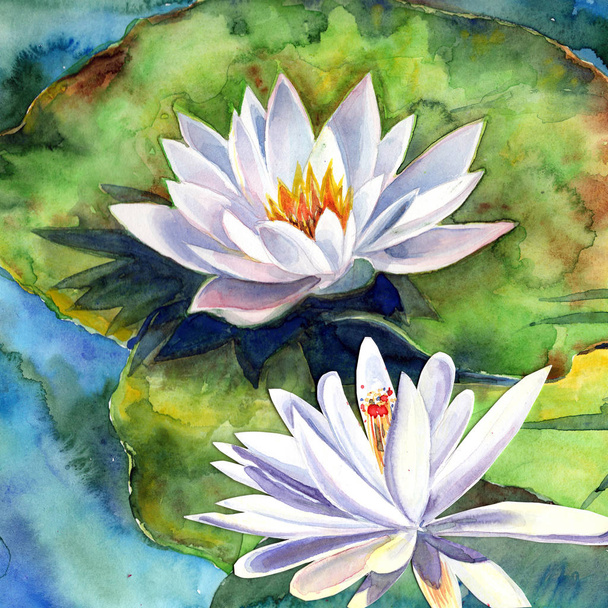 青い水の上に白い蓮の花と葉。ストックイラスト。水彩で手描き.  - 写真・画像