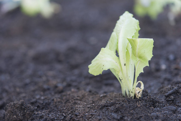 bio tölgy saláta ültetvény igazi jelenet - Fotó, kép