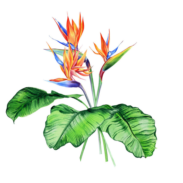 Watercolor bouquets with tropical plants, leaves and strelitzia flowers. Great for valentines, wedding invites, hawaii birthday and beach party - Fotó, kép