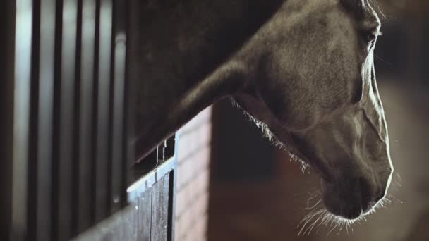 Arabisches Pferd in einer Box Kopf geschossen Zeitlupe -Video. - Filmmaterial, Video