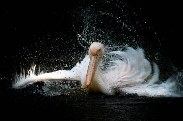 O grande pelicano branco, Pelecanus onocrotalus
 - Foto, Imagem