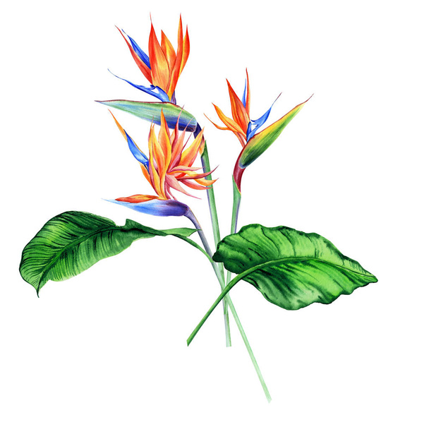 Watercolor bouquets with tropical plants, leaves and strelitzia flowers. Great for valentines, wedding invites, hawaii birthday and beach party - Fotó, kép