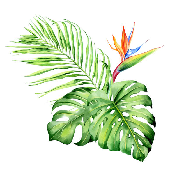 Aquarellsträuße mit tropischen Pflanzen, Blättern und Strelitzien. ideal für Valentinstage, Hochzeitseinladungen, Hawaii-Geburtstag und Strandparty - Foto, Bild