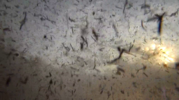 海底の海藻が水中ストリームでスイング - 映像、動画
