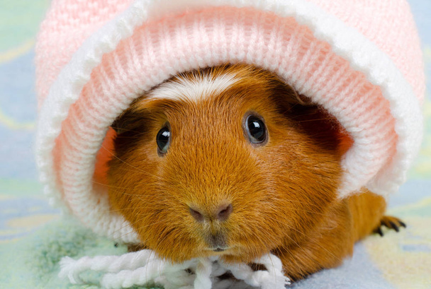 Funny cute guinea pig wearing a baby hat (on a bright background) - Photo, Image