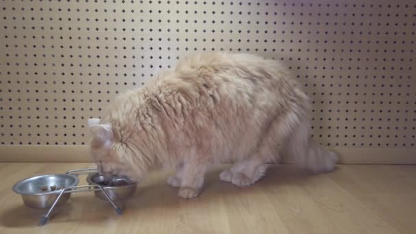 Roodharige kat eet thuis uit een kom droog voedsel - Video