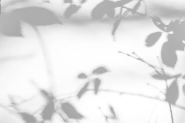 šedý stín listů na bílé stěně - Fotografie, Obrázek
