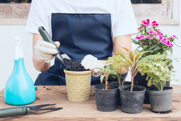 Gardening in the house, Pour the soil onto the vase - 写真・画像