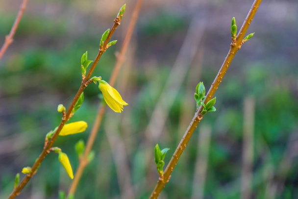 Blooming young bush of forsythia in the garden in early spring. Beautiful blossoming decorative plant with yellow flowers. Gardening concept. Selective focus - Photo, Image