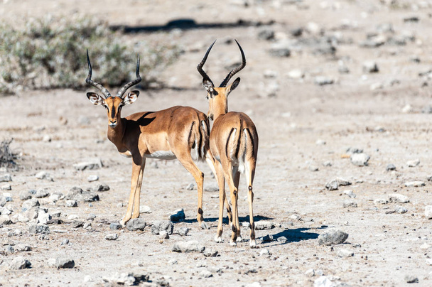 Impalas- Etosha Ulusal Parkı - Fotoğraf, Görsel