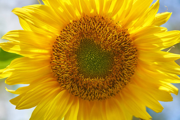 beautiful sunflower growing on the green field background - Fotó, kép