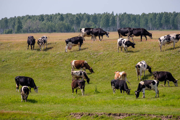 on a hill covered with grass cows graze - Zdjęcie, obraz