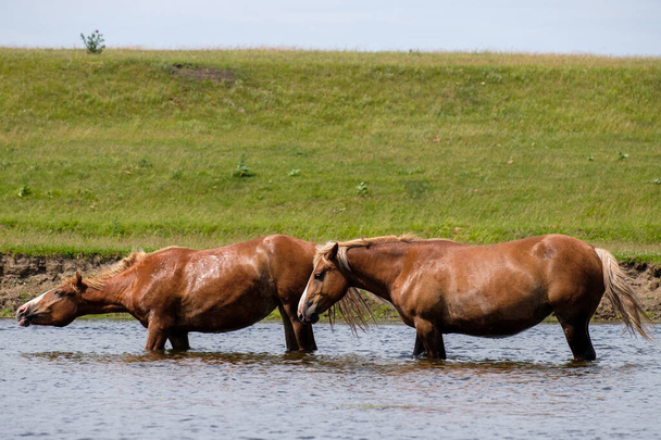 zwei Lorbeerpferde beugten ihre Köpfe über den Fluss - Foto, Bild