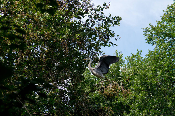 The grey heron, Ardea cinerea - Photo, Image