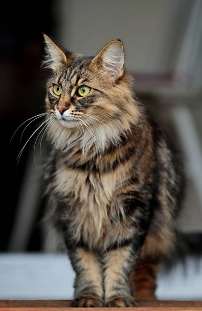 A beautiful norwegian forest cat - Photo, Image