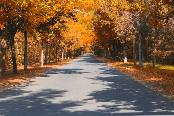 Camino de otoño
 - Foto, Imagen
