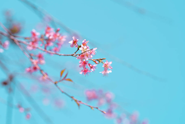 Naturaleza de primavera, flores rosadas florecientes y cielos brillantes
 - Foto, imagen