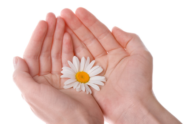 Two women hands holding one daisy flower - Photo, Image