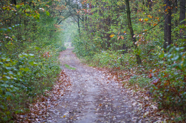 Beautiful autumn forest path, trail, track. - Zdjęcie, obraz