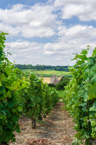Row vine grape in champagne vineyards  - Φωτογραφία, εικόνα