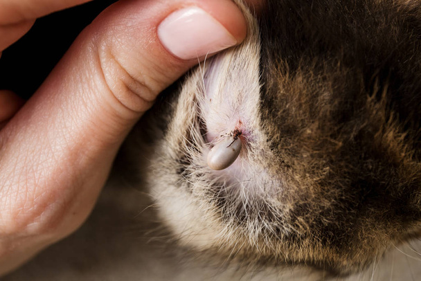 Знайдено великий кліщ, що п'є кров на вухо кошеняти, небезпечна інфекційна комаха
 - Фото, зображення