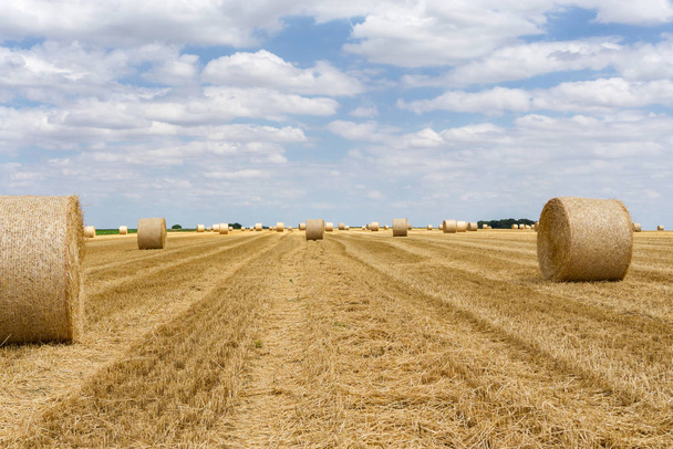 Соломенные тюки, сложенные в поле в летнее время
 - Фото, изображение