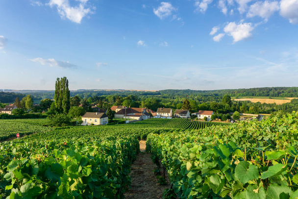 Row vine grape in champagne vineyards  - Photo, Image