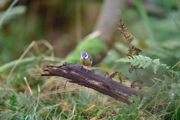 Blue tit sits on dead branch in forest. - 写真・画像