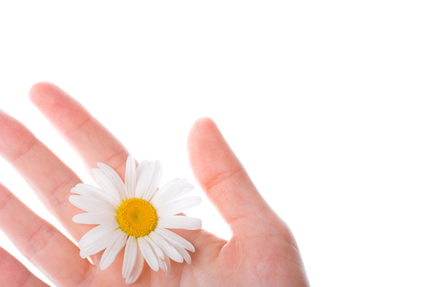 Fragment of the women hand with daisy - Foto, imagen