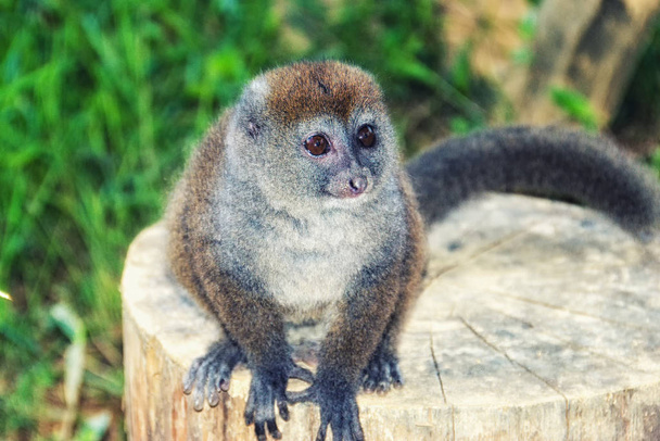 Bamboo lemur in Madagascar  - Photo, Image