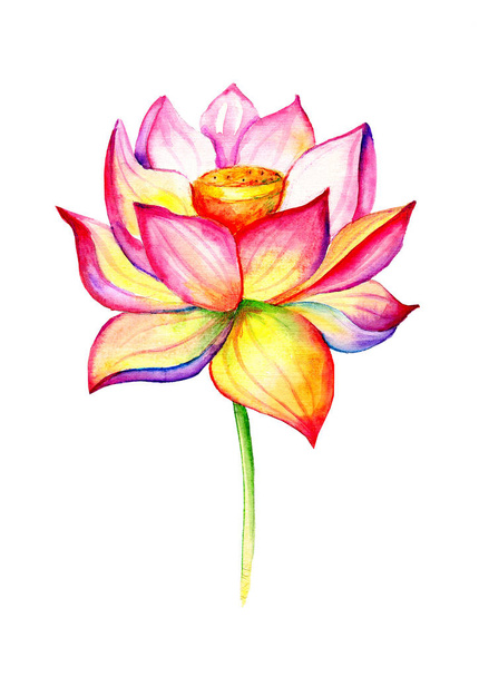 Blooming Lotus. Hand drawn decorative design element. Watercolor illustration isolated on a white background. - 写真・画像