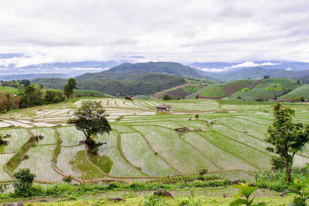 Campo de arroz con terrazas verdes en Pa Pong Pieng
 - Foto, Imagen