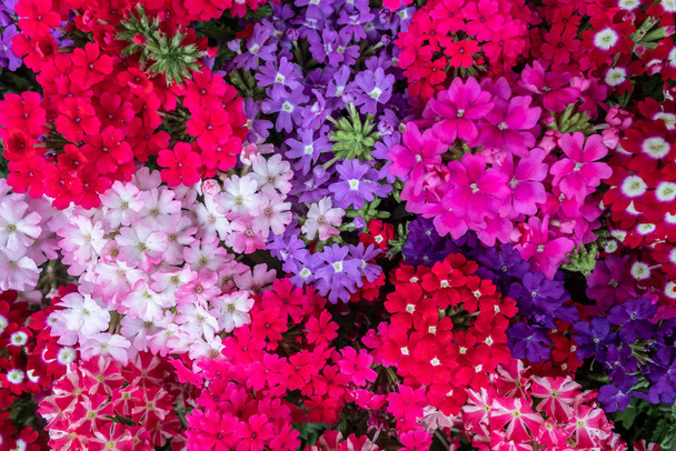 Kleurrijke bloemen Rood Blauw Wit Paars Closeup - Foto, afbeelding